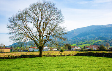 Fototapeta premium Autumn landscape with a tree and a green meadow in the town of Mazcuerras (Cantabria)