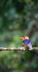 Malachite Kingfisher on a branch with isolated green background