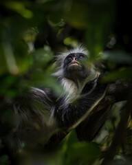 Zanzibar Red Colobus in a tree, looking up in the sky. Piliocolobus kirkii.
