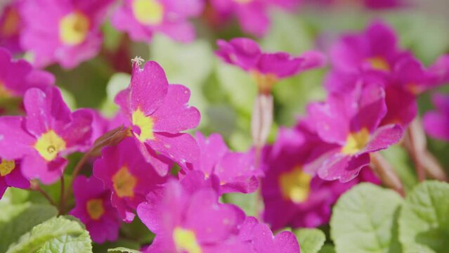 Carpet of pink magenta primrose flowers. Purple flowers of primula juliae in march.