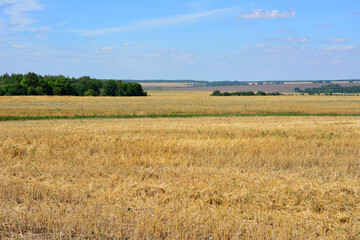 Fototapeta premium agricultural field after combine harvesting with blue sky on horizon
