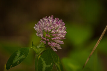 Clover Flower blooms in a field