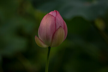 Sacred Lotus Flower blooms in the pond 