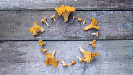 Freshly cut bright wild chanterelle mushrooms of different sizes are laid out in a circle on old wooden boards. Flat lay, copyspace view. Symbols of autumn, varieties of mushrooms