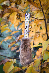 Soft fluffy fleece toys for dog. soft toy from fleece suitable for every dog and cat