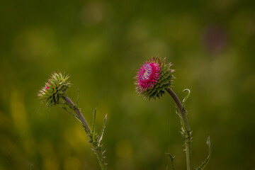 Wild Thistle flowers blooming along the marsh