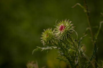 Wild Thistle flowers blooming along the marsh