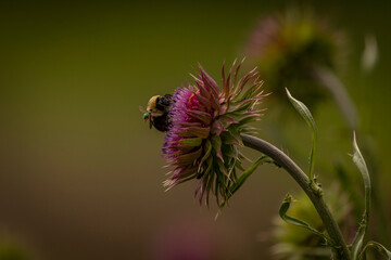 A Bumblebee collects nectar from a Wild Thistle flower