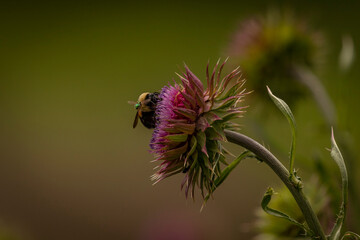 A Bumblebee collects nectar from a Wild Thistle flower