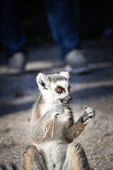 Fototapeta premium Lemur Kata is eating some grass whitch he found on the floor.