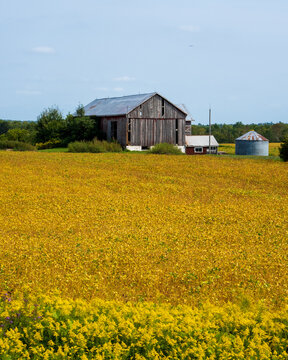 yellow soybean field with barn in background