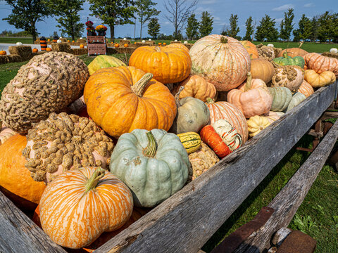 large colorful pumpkins and squash  in awagon at a local farmer's market