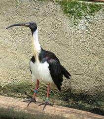 Ibis