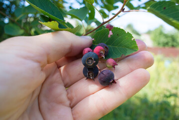 Female hand holding a bunch of shadberry berries on a bush on a sunny day