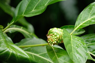 Obraz premium fire ant or solenopsis invicta perched on a noni tree