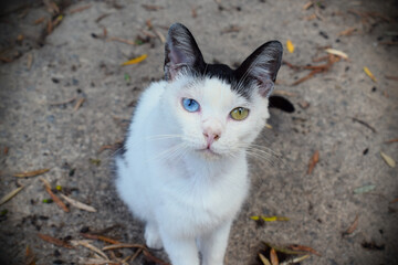 GATO BLANCO Y NEGRO CON OJOS DE DOS COLORES. 