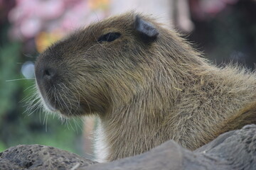 DETALLE DE CAPYBARA, EL ROEDOR MÁS GRANDE DEL MUNDO. 