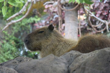 DETALLE DE CAPYBARA, EL ROEDOR MÁS GRANDE DEL MUNDO. 