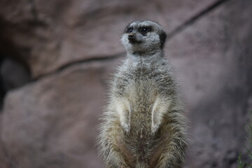 DETALLE DE SURIKATA, SURICATA, MEERKAT, MAMIFERO, ANIMAL. 