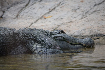COCODRILO, CAIMAN, ALIGATOR, DESCANSANDO. 