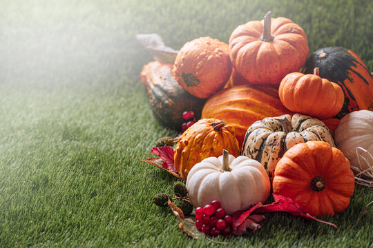 autumn decor from pumpkins,Thanksgiving day or Halloween with copy space, Thanksgiving pumpkins.