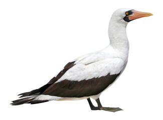masked booby (Sula dactylatra) similar to Nazca Booby (Sula granti), PNG, isolated on transparent...