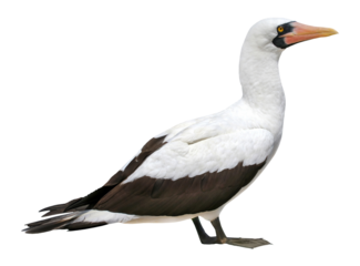 masked booby (Sula dactylatra) similar to Nazca Booby (Sula granti), PNG, isolated on transparent background