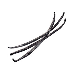 Watercolor vanilla sticks or pods. Illustration of dried beans. Hand drawn isolated flavor ingredient for recipe, label, packaging design.