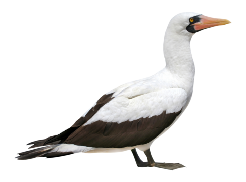 masked booby (Sula dactylatra) similar to Nazca Booby (Sula granti), PNG, isolated on transparent background