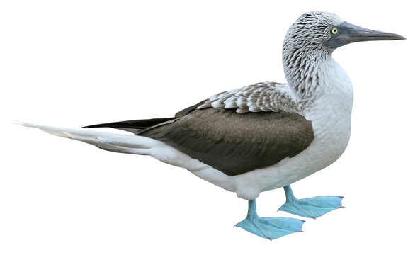 Blue-footed Booby (Sula nebouxii), PNG, isolated on transparent background