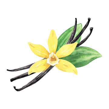 Watercolor yellow vanilla flower with dried pods and green leaves. Illustration of blooming flower. Hand drawn isolated flavor ingredient for recipe, label, packaging design.
