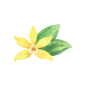 Watercolor yellow vanilla flower and green leaves. Illustration of blooming flower. Hand drawn isolated flavor ingredient for recipe, label, packaging design.
