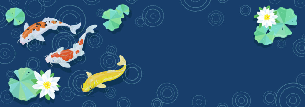 Three colorful Japanese koi carp swim in a pond during the rain. Circles on the water and blooming white lilies. Banner on a dark blue background. Place for text. Vector illustration.
