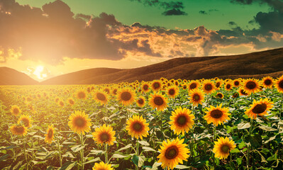 Fototapeta premium Sunflowers field in the light of the setting sun. Hot romantic summer sunset.