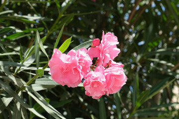 PINK FLOWER ILLUMINATED BY THE SUN