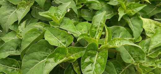 green leaves in the garden