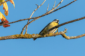 Eurasian Blue Tit perched on a tree branch
