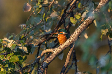 Common Kingfisher perched on a tree branch