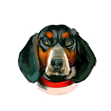 Bluetick Coonhound Dog Breed Watercolor Sketch Hand Drawn Painting Silhouette Sticker Illustration Sublimation EPS Vector Graphic