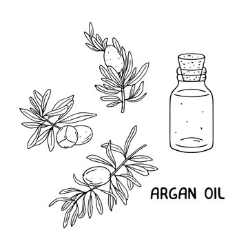 Argan fruit, leaves and oil sketch