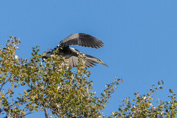 Juvenile Great Blue Heron in flight
