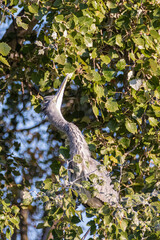 Juvenile Great Blue Heron perched in a tree