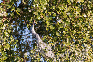 Juvenile Great Blue Heron perched in a tree