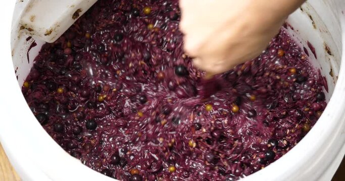 wine fermentation, the process of making wine from grapes. High quality 4k footage