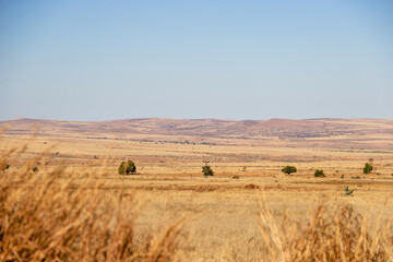 Fototapeta premium Paysage de savane dans le sud de Madagascar, réchauffement climatique aggravé. 