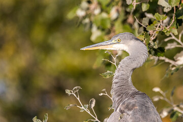 Juvenile Great Blue Heron perched in a tree