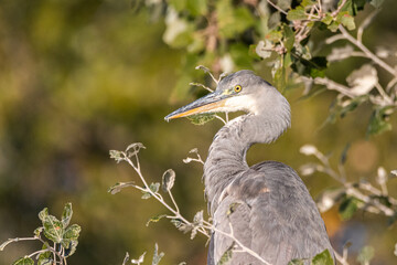 Juvenile Great Blue Heron perched in a tree