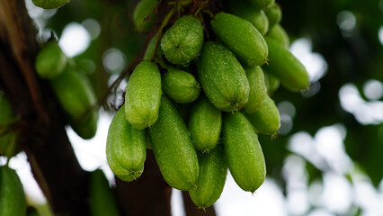 green Averrhoa bilimbi fruit