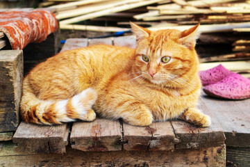The ginger cat is sitting on the porch.