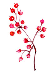 Hand drawn watercolor autumn elderberry branch in bright red colors